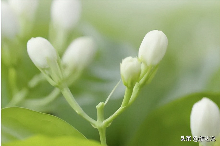 放了几年的红茶还可以喝吗,放了10年的红茶还能喝吗