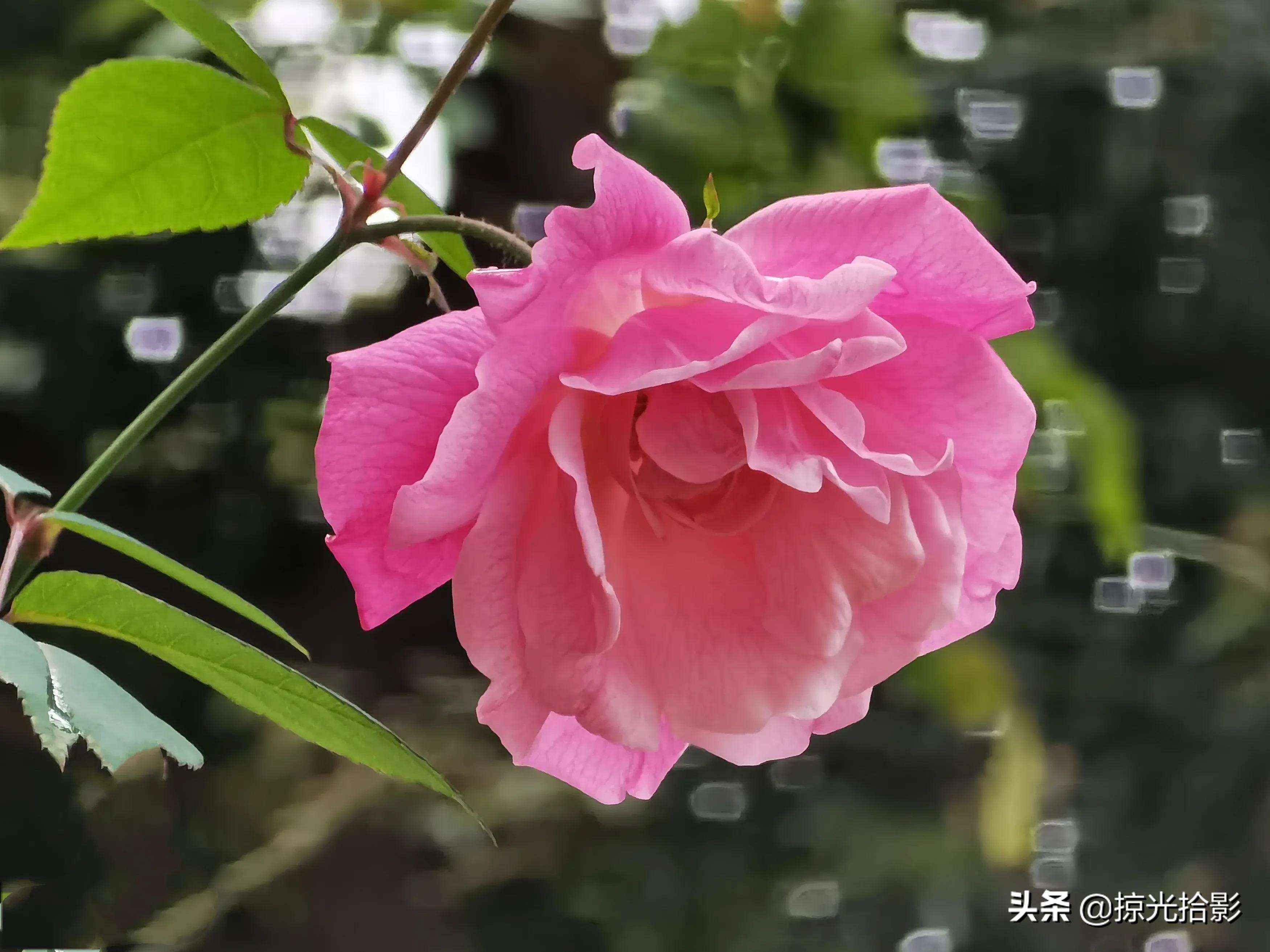 一路相伴此生无憾,缘分相伴此生无憾