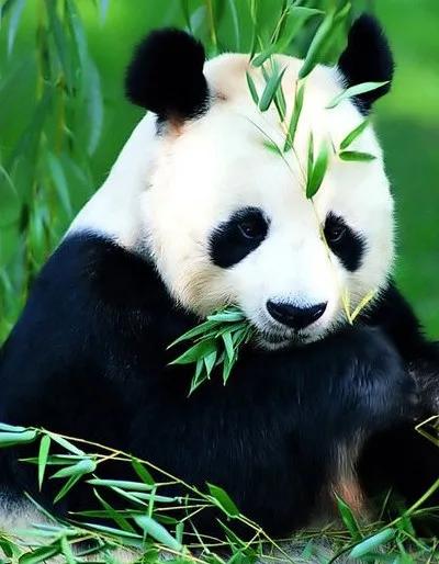 北京自然博物馆旅游攻略,北京国家自然博物馆游玩攻略