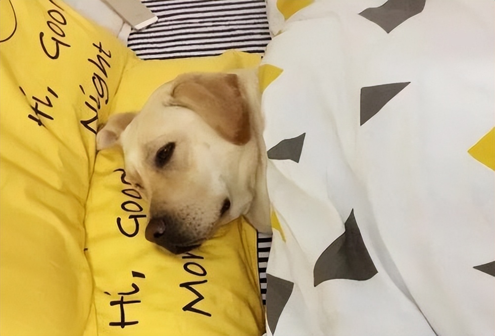 拉布拉多幼犬为什么那么多人养,拉布拉多真的要花很多钱养吗