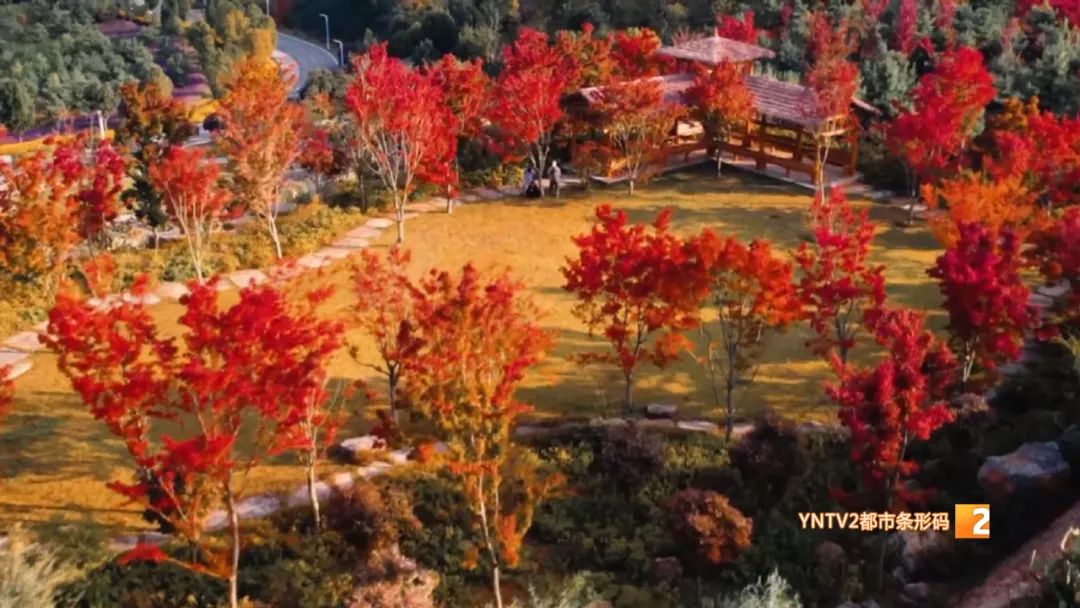 秋天的云南哪里漂亮又美丽,有一种美叫云南的秋天美景