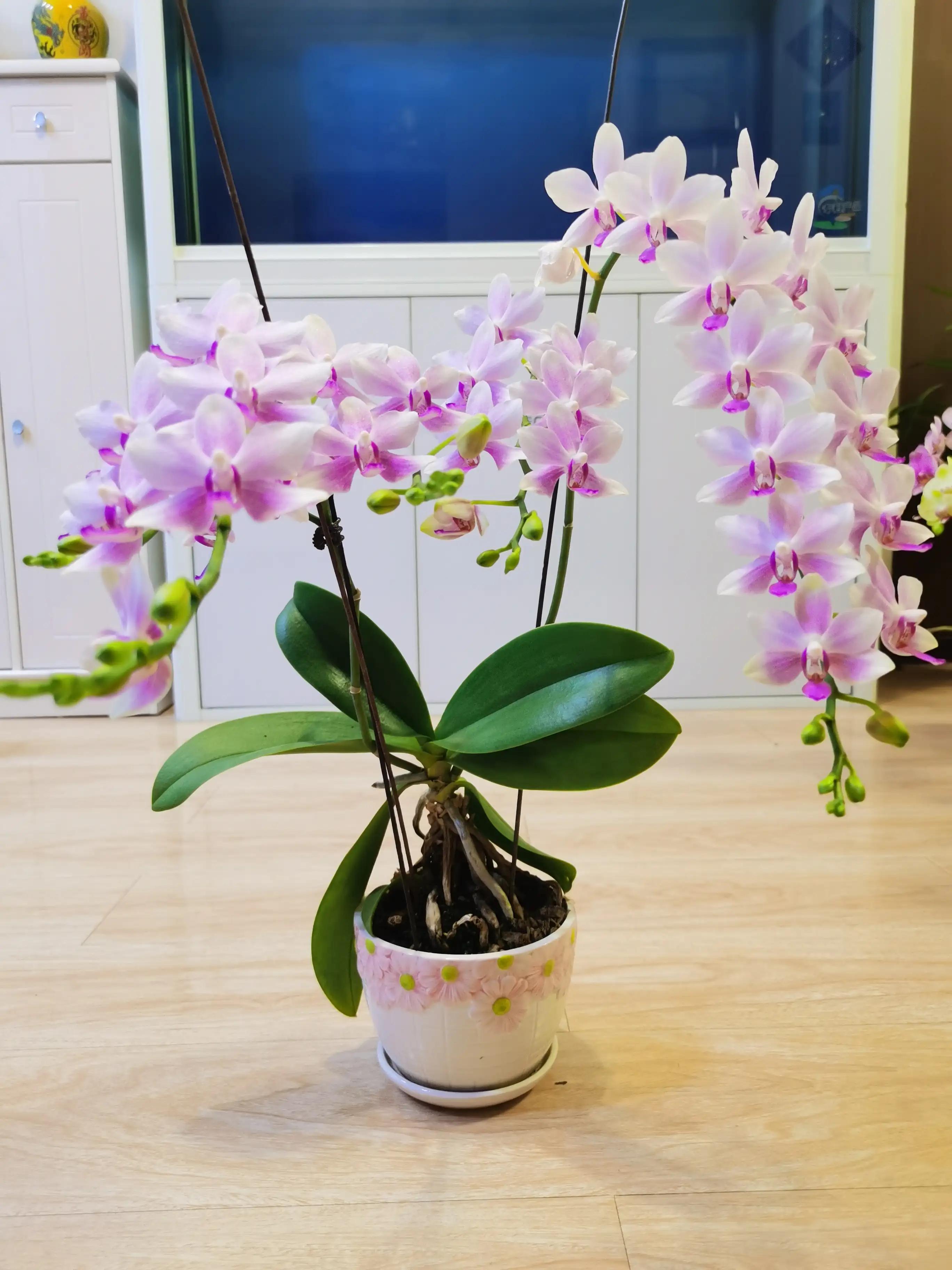 粉黛佳人水仙,紫水仙图片大全