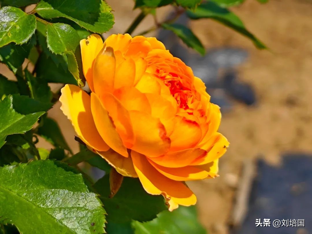 市花月季公园,市花月季