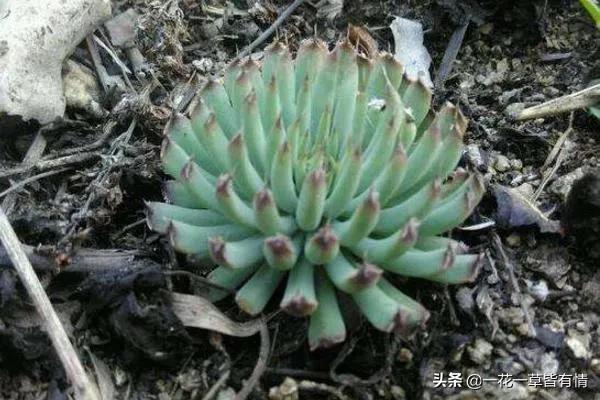 你们小时候都在河边捡到过的东西,重温儿时的记忆来河边捡到宝了