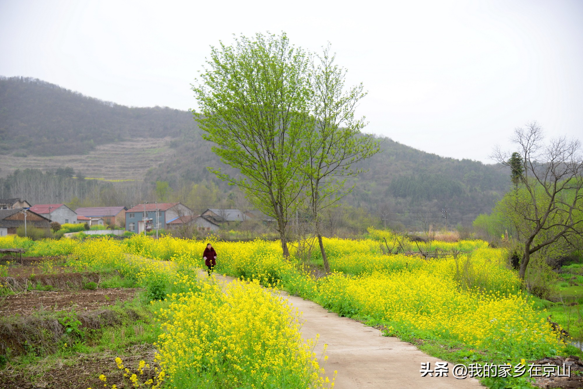 湖北省京山县石氏祖籍,湖北京山尹氏家族谱