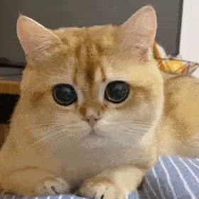 猫粑粑有点软有点臭说明什么,猫的臭粑粑如何处理