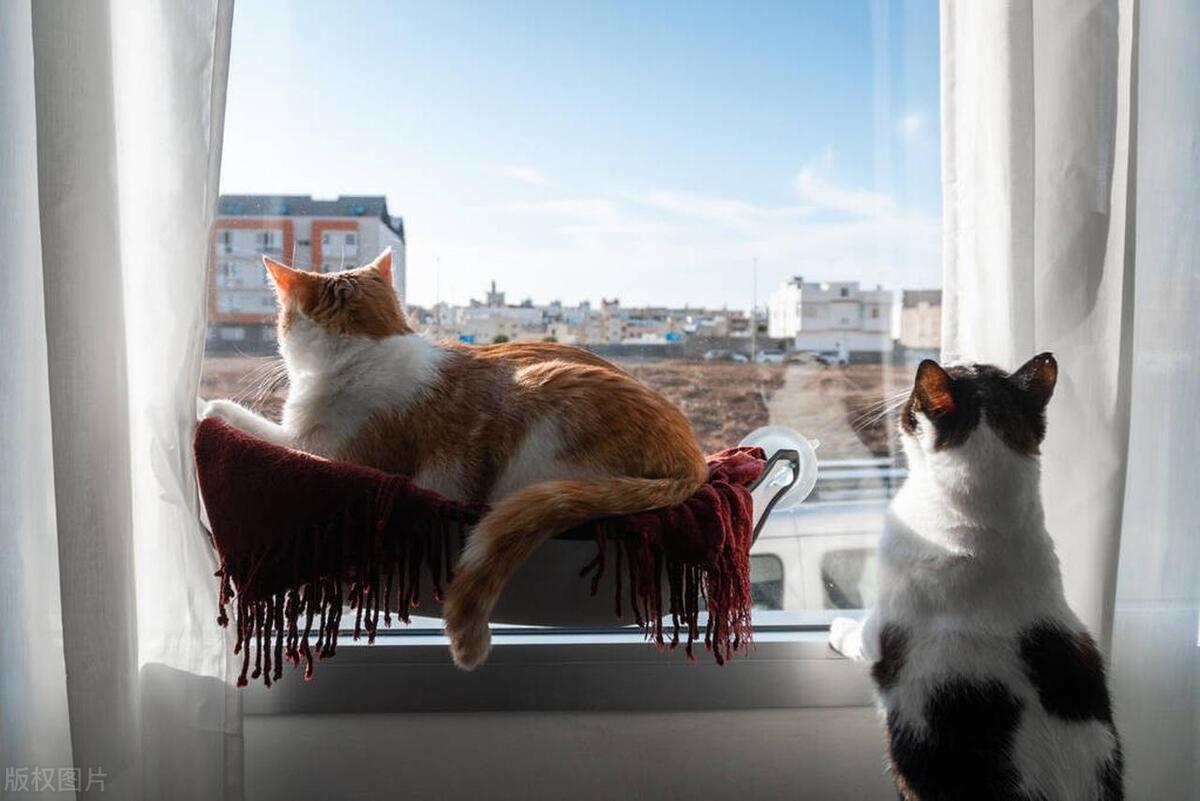 后院猫为什么成为“铲屎官”们人人喊打的对象？究竟什么是后院猫