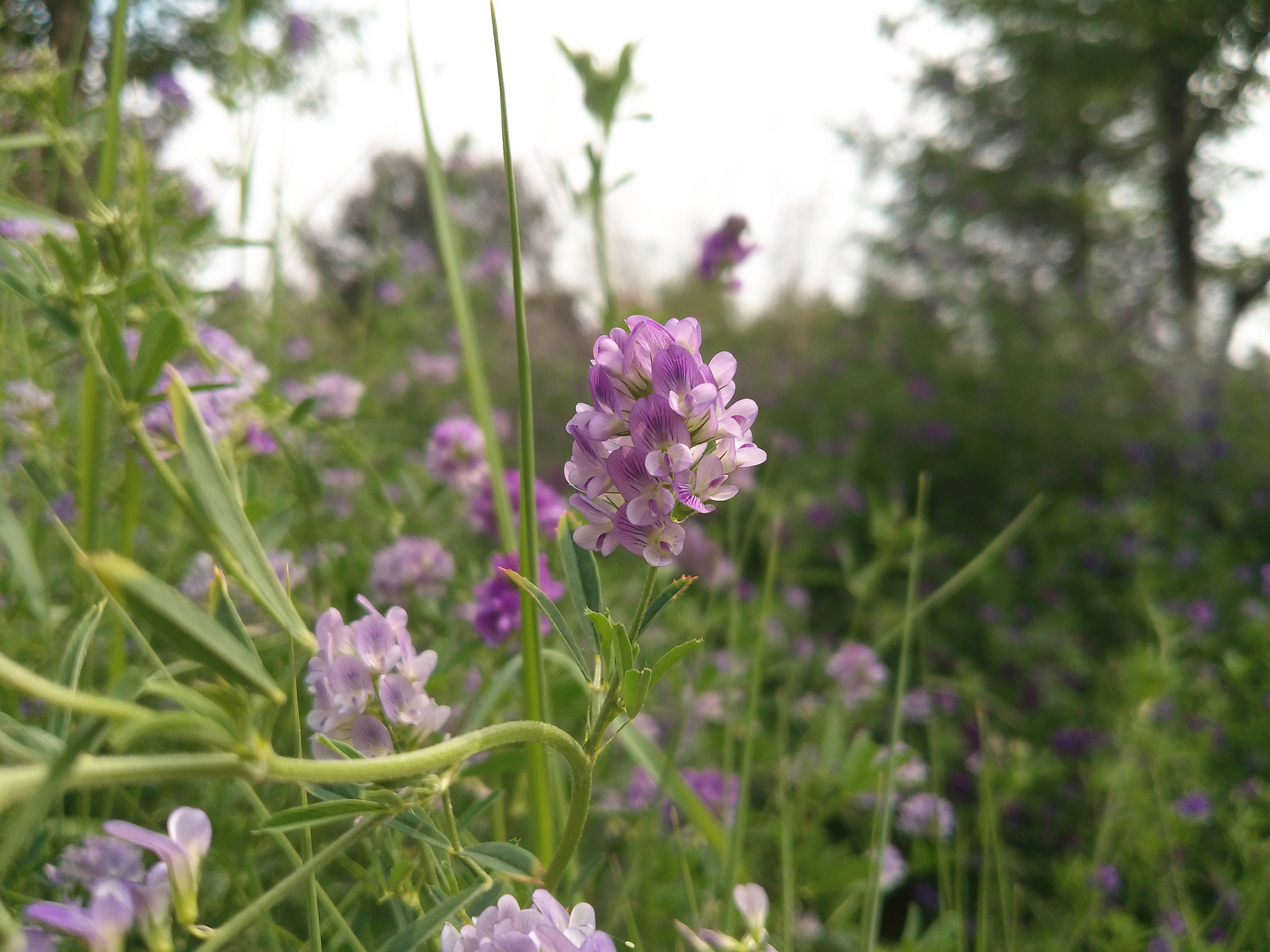 松典dc201相机评测,松典dc201相机优缺点
