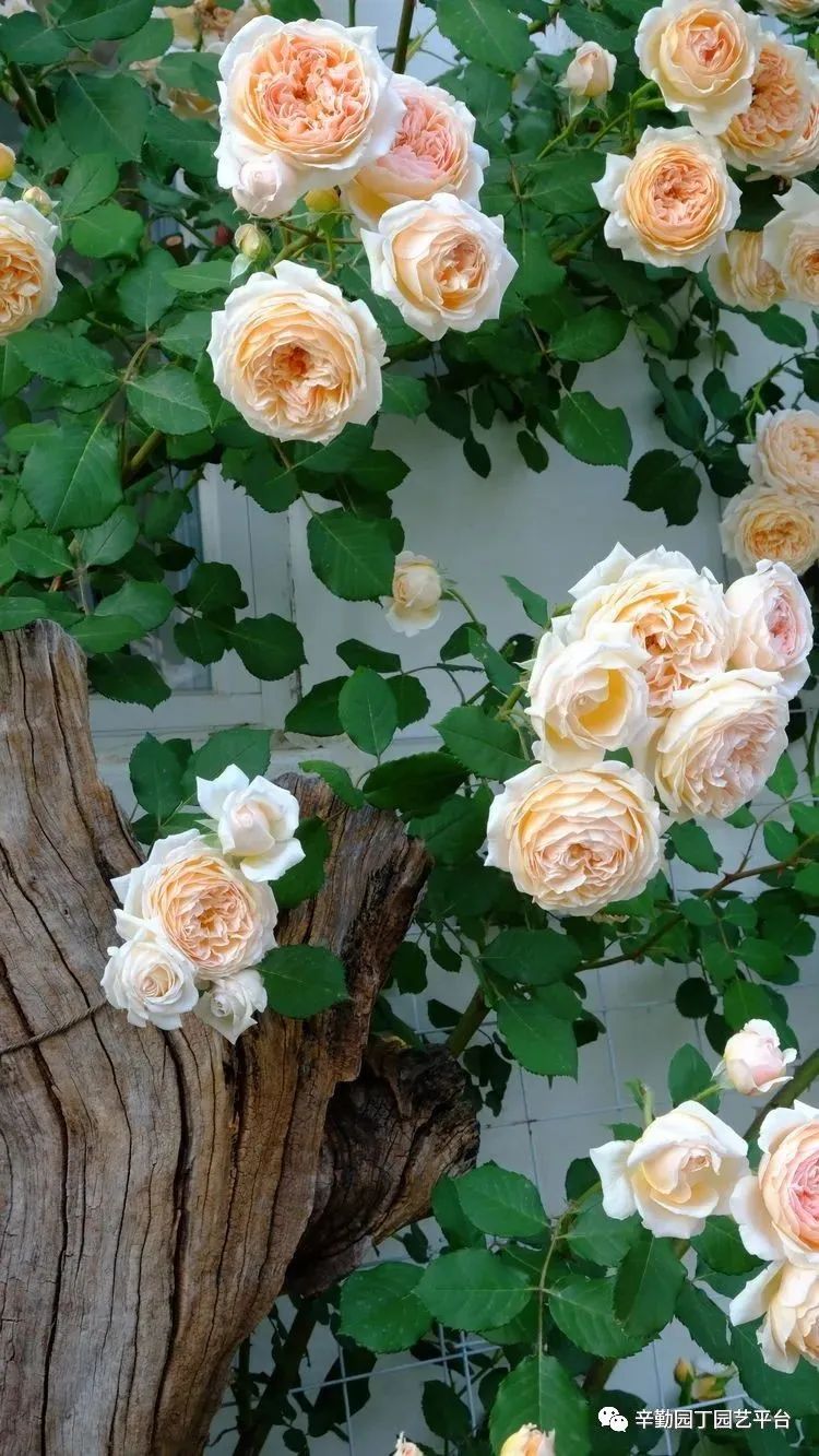 2022园丁奖花园组《001号》慢步时光花园