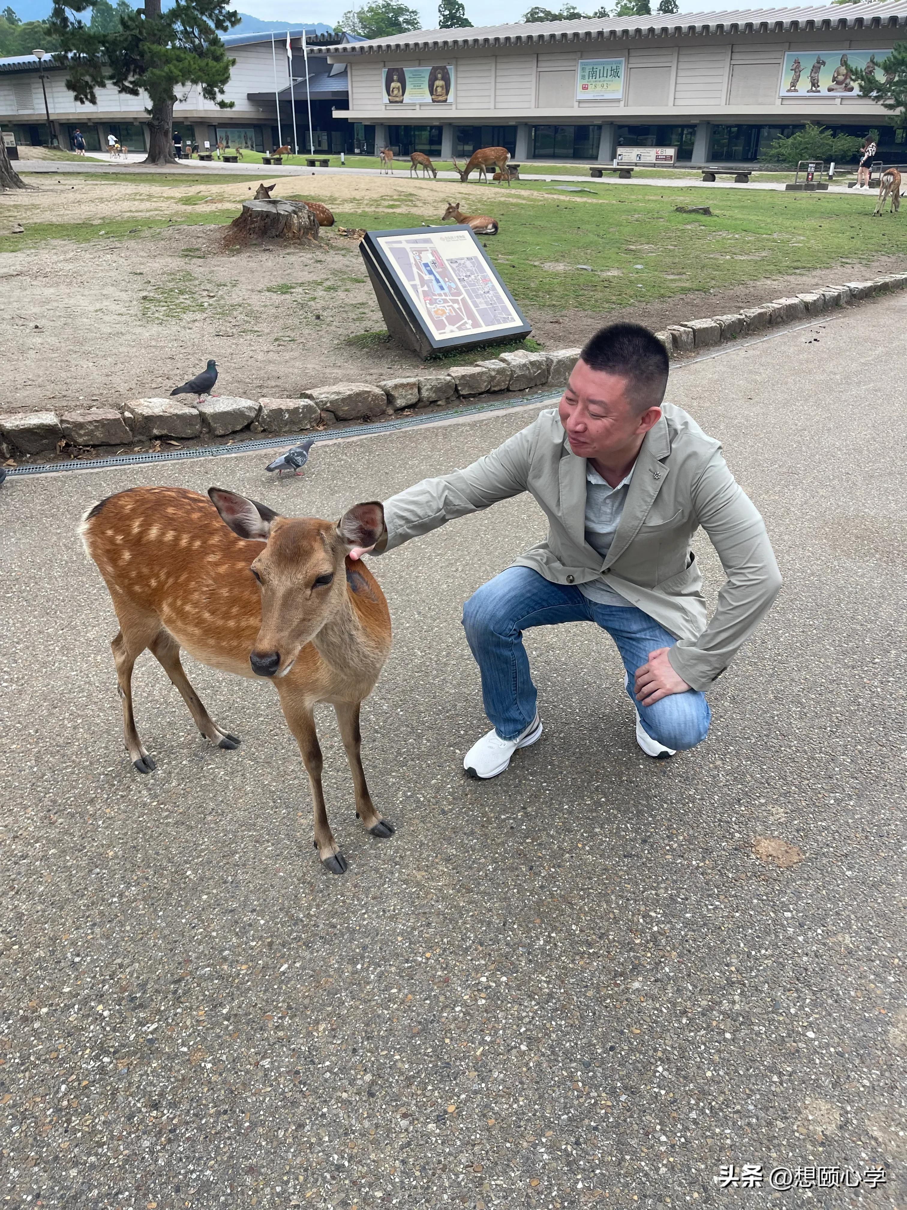 奈良东大寺视频,奈良东大寺是什么地方