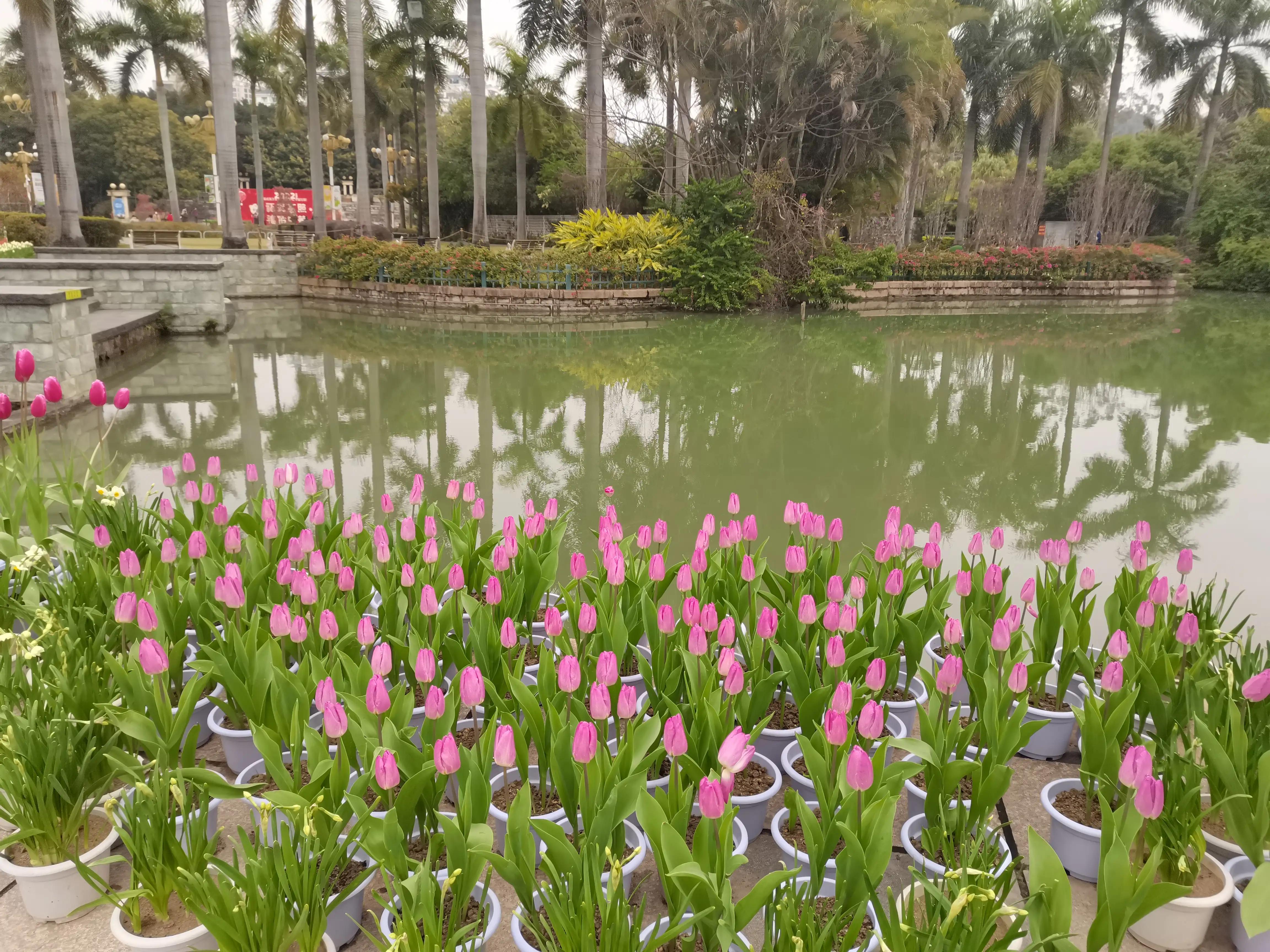 福州郁金香温泉公园,福州花海公园郁金香