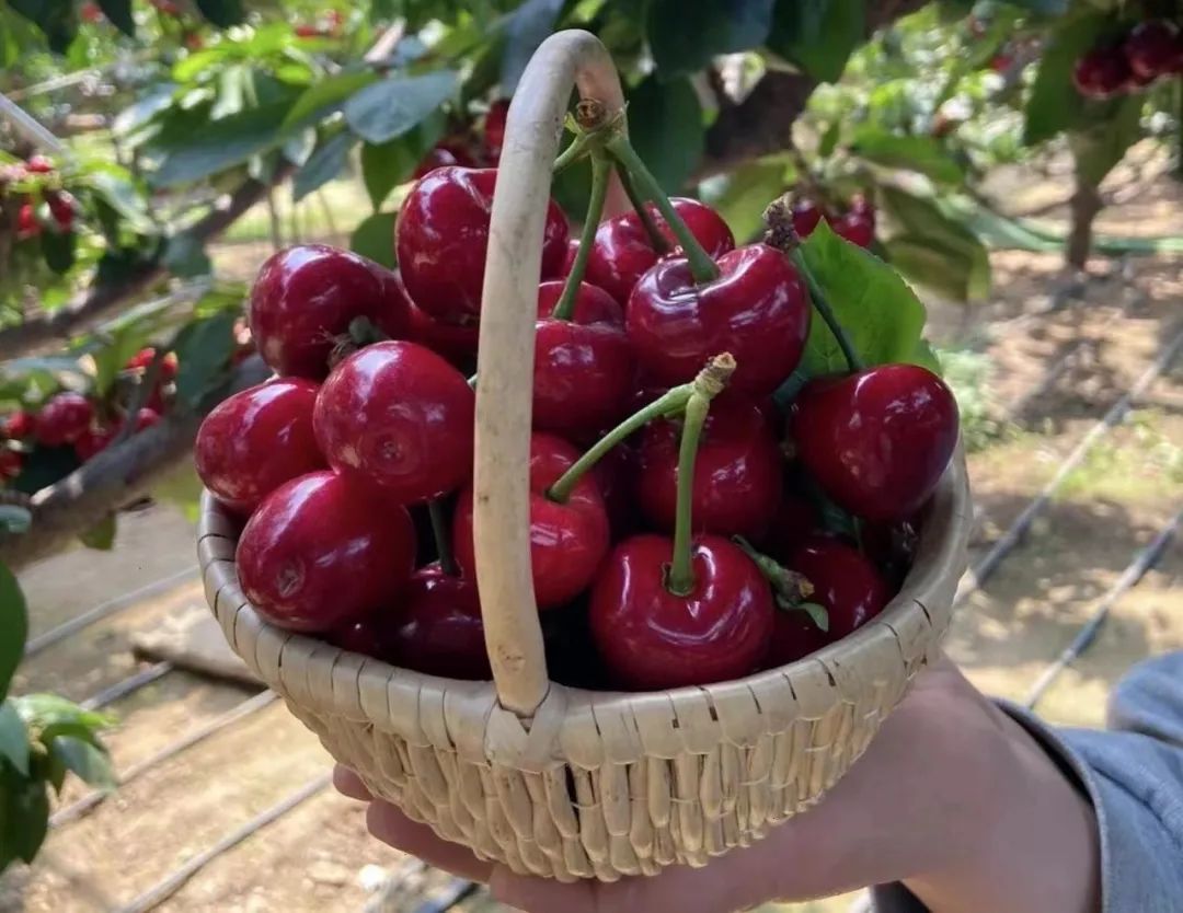 带你去大山采摘樱桃,小爱樱桃
