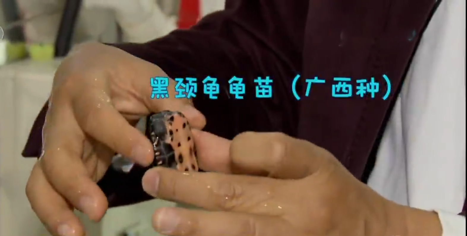 男子养天价乌龟一只龟能卖100,卖乌龟年入百万