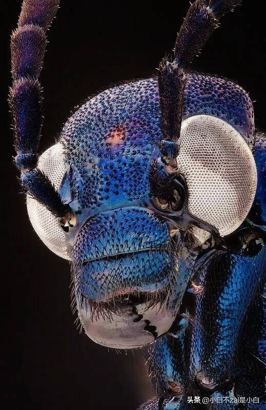 显微镜观察昆虫脸视频,昆虫在显微镜下的真正面目