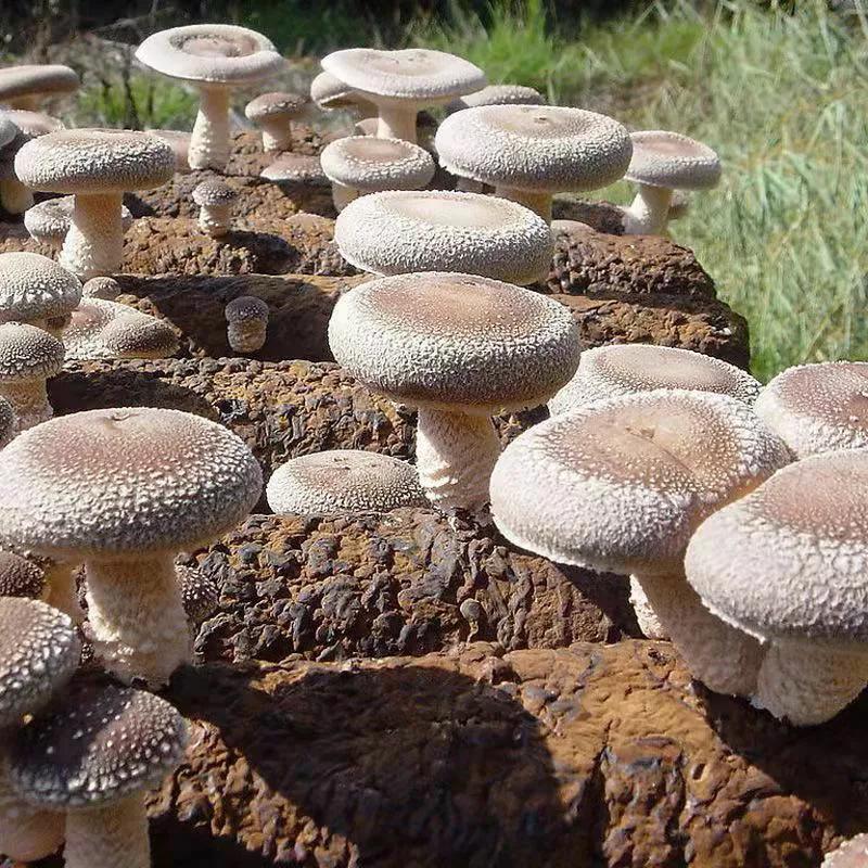 上班累吃什么营养品,上班很累吃点什么补一补