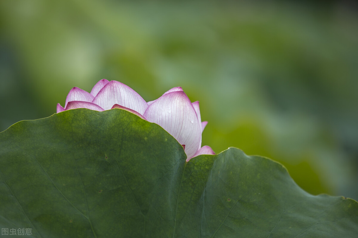 时光荏苒岁月如梭愿岁月静好,时光煮雨岁月逢花且行且从容