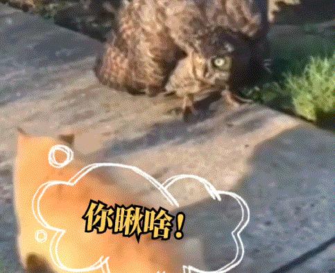 小鳄龟为啥养着养着就断尾了,以前不理解别人养宠物