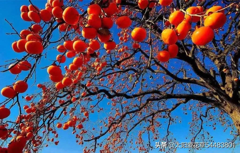 5种树寓意“吉祥富贵”，院子里种一棵，旺人旺家，过来人的经验