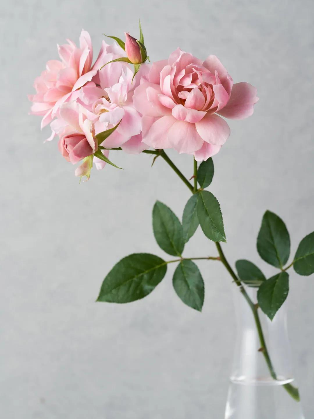 日本月季：葵-七（Aoi-nana）