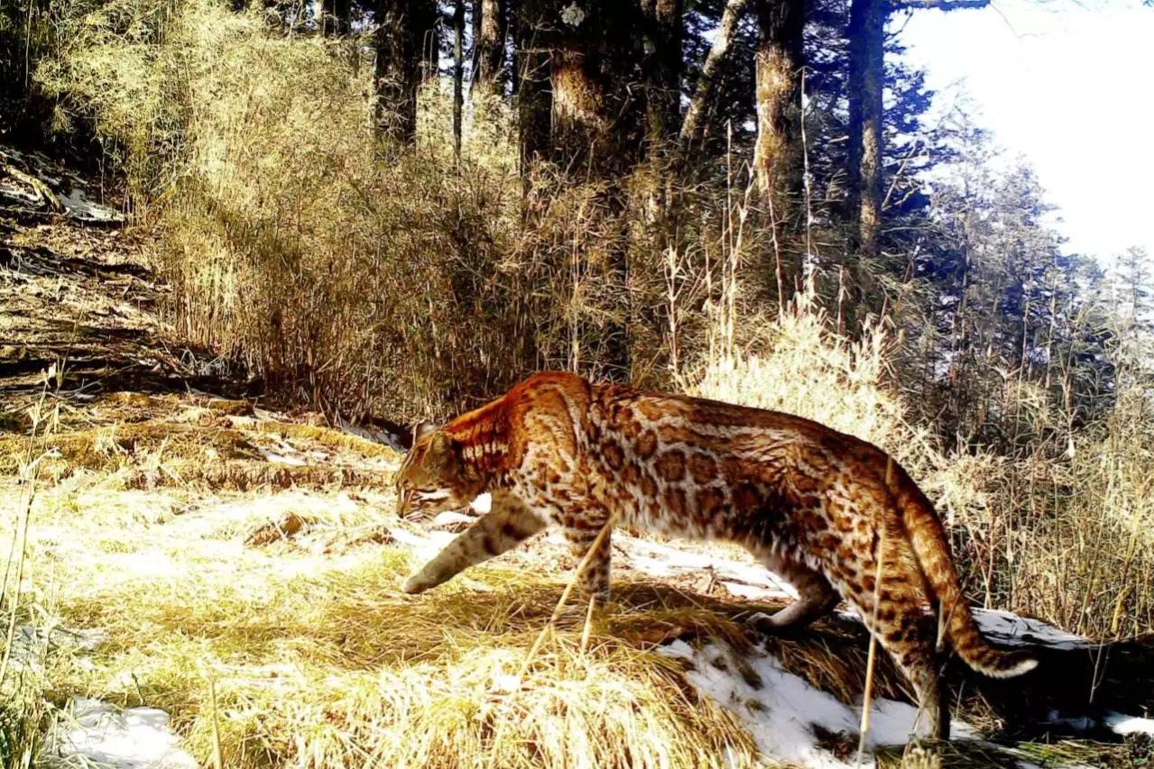 山彪的样子图片,山彪真实照片