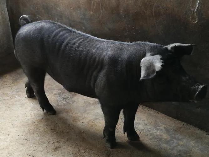 遇奸商有口难辩，意料外“小黑”帮忙。