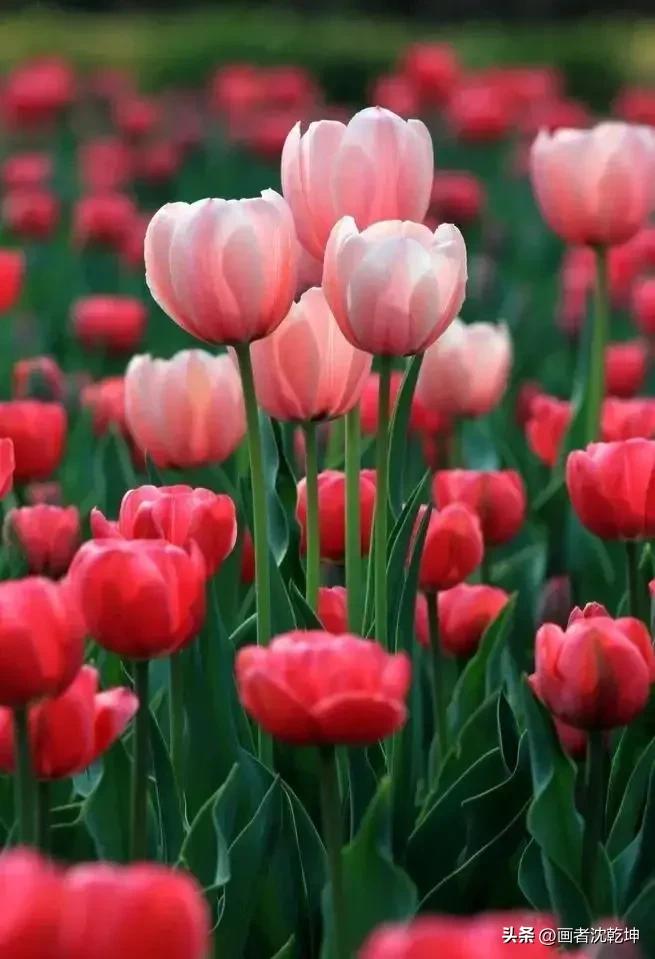 绝美郁金香花图片,绝美郁金香图片大片