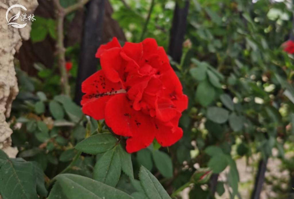 月季上有蚂蚁是什么原因,月季花苞上有小黑点