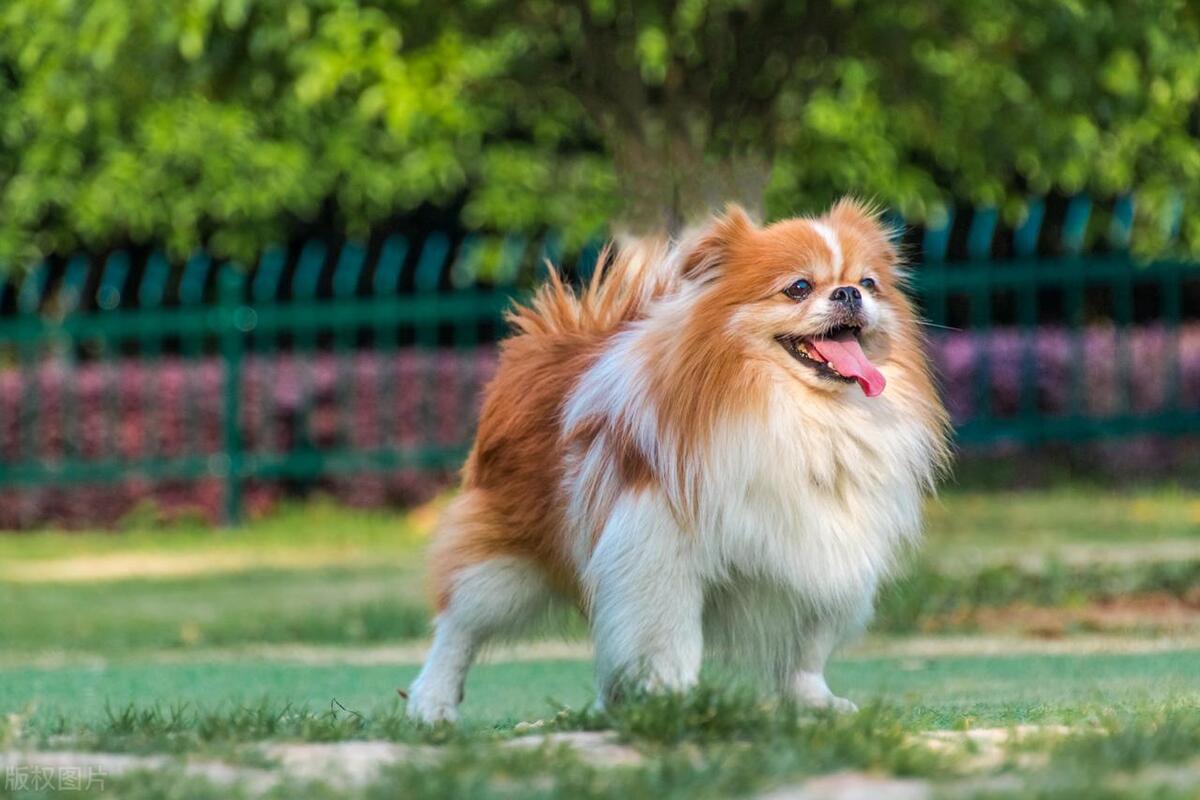 宠物猫狗基础知识一般在哪了解,宠物猫狗哪个容易养胖些