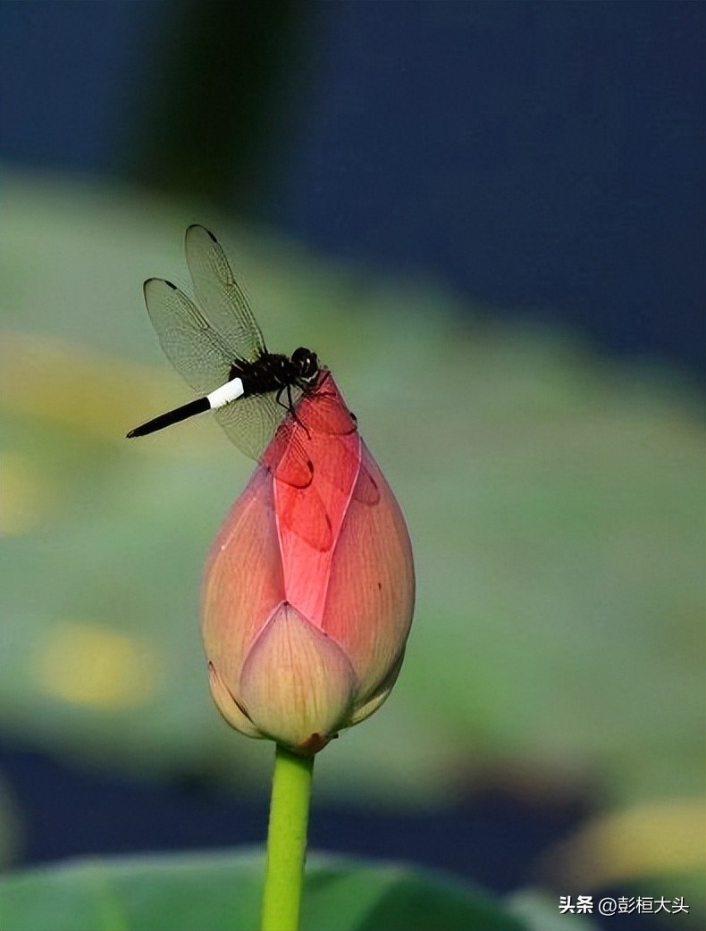 罗粹芬，墨江县小空前绝后的实验班（4）