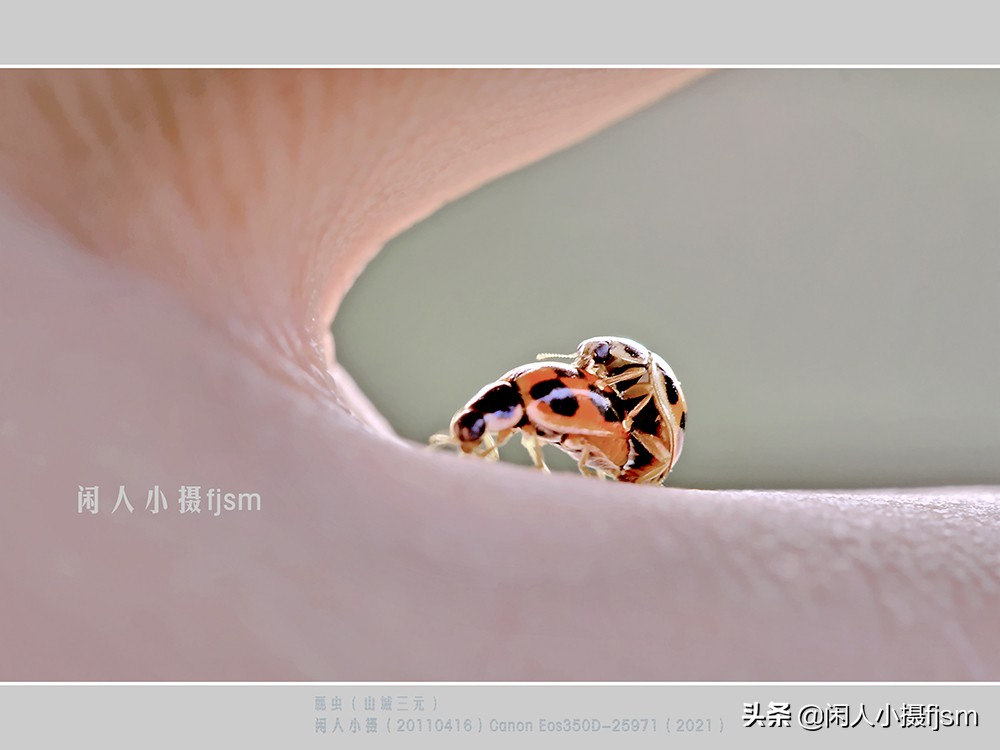 近距离拍摄昆虫小动物,常见昆虫微距摄影活动