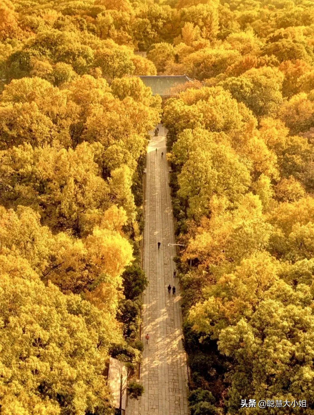 南京赏秋枫叶,南京秋天赏枫叶好去处