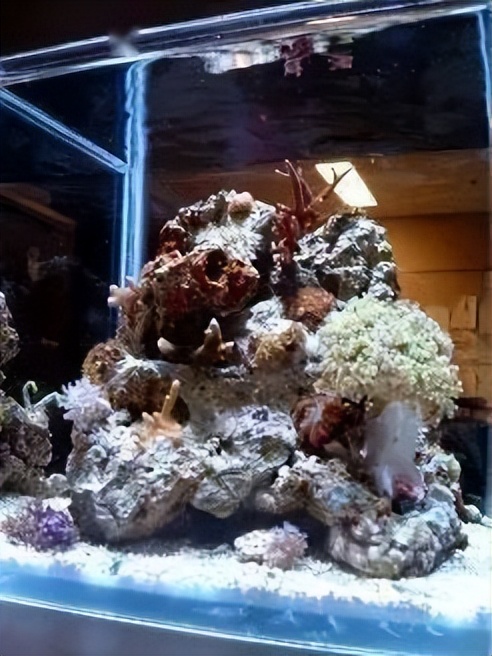 海水珊瑚缸鹦鹉螺,海水缸珊瑚视频大全