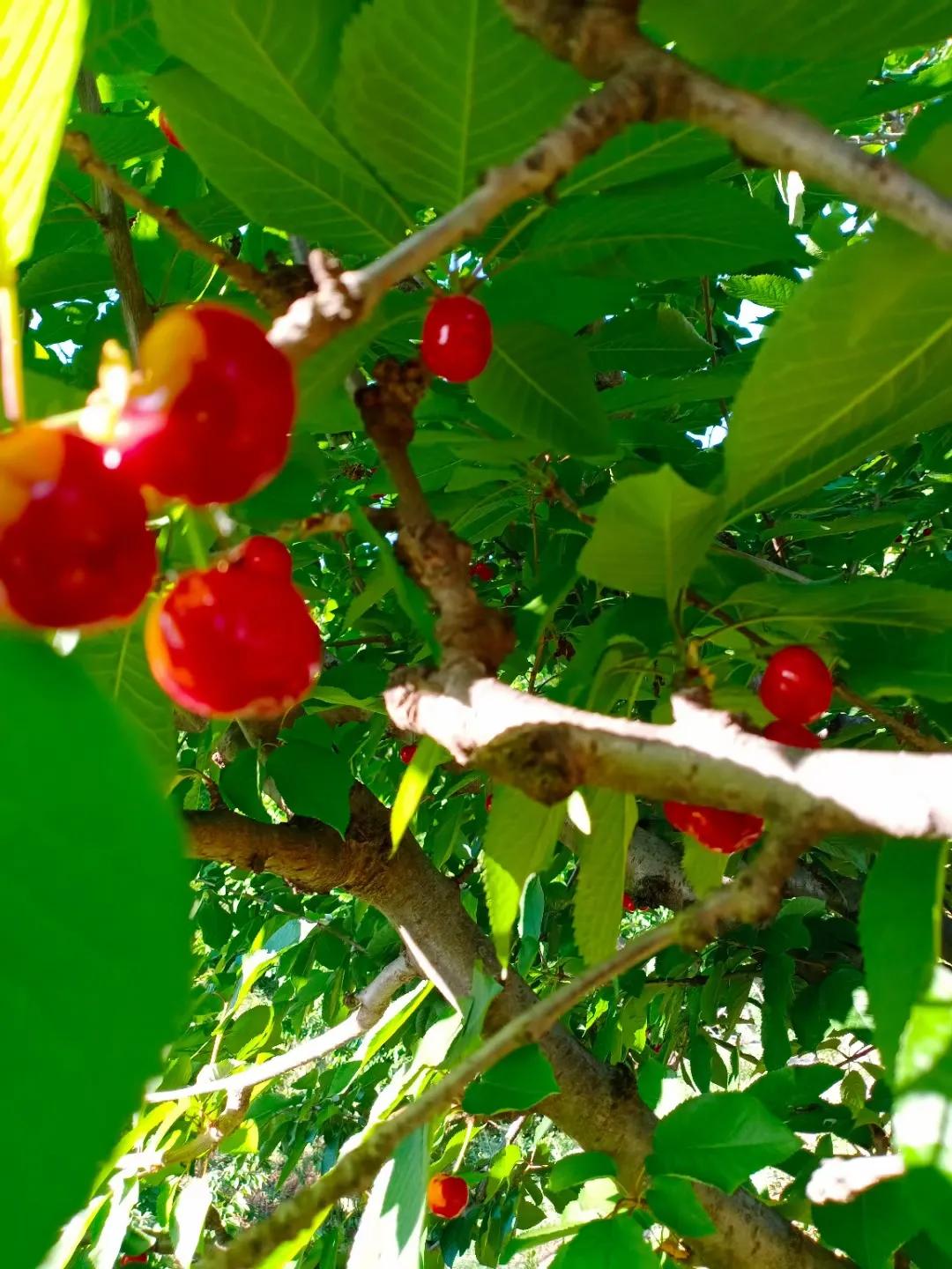 西安樱桃沟今年樱桃比往年减产三分之二左右
