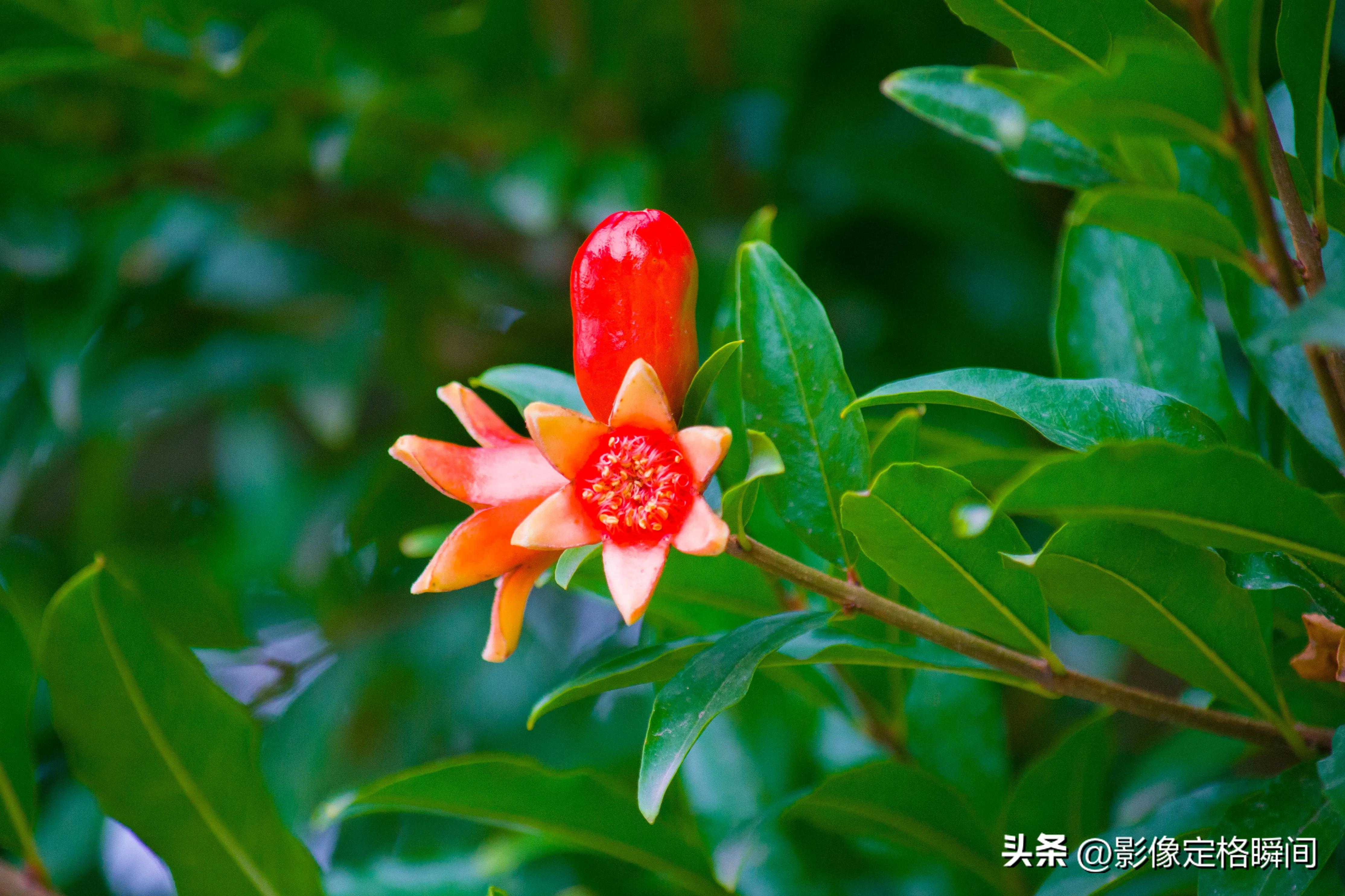 夏日花朵摄影笔记之石榴花—对美好生活的向往