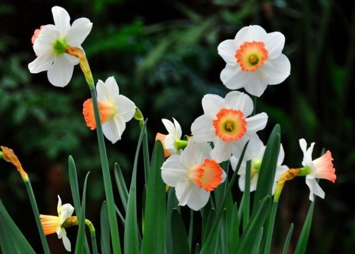 视觉盛宴五种赏花名花供您选择,春天十种最美的花介绍