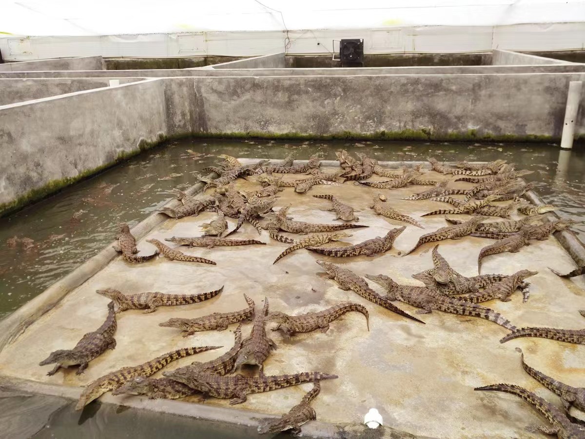 养殖一条鳄鱼大概盈利多少,养殖一条鳄鱼一年赚多少钱