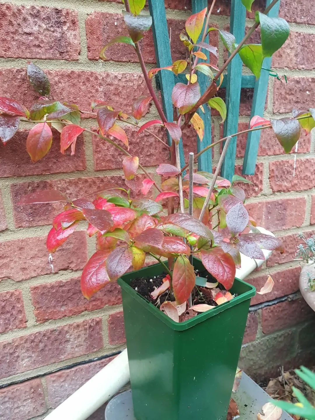 养花的土偏碱怎么改善,给花浇水怎么调酸碱性