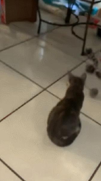 据说养猫超过3年，铲屎官都会变成神经病？