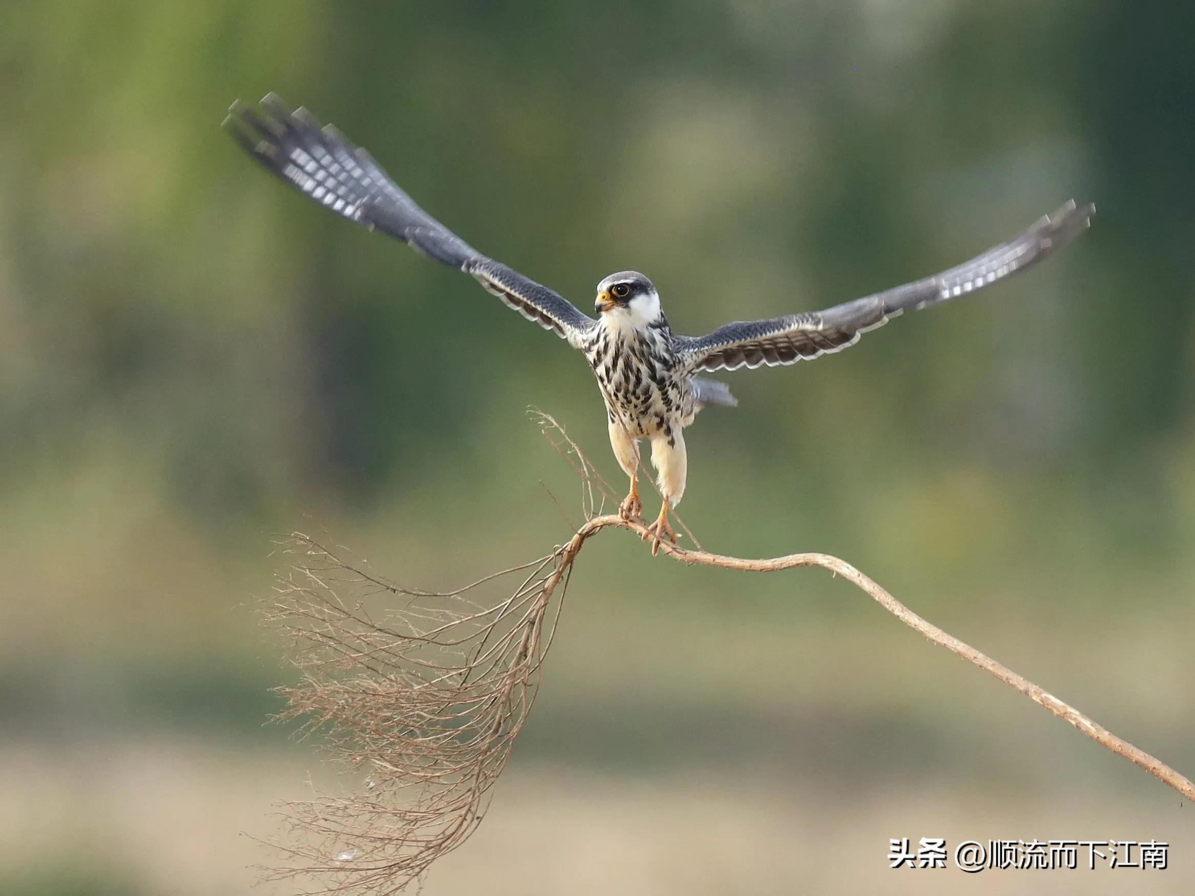 红脚隼叫声,红脚隼