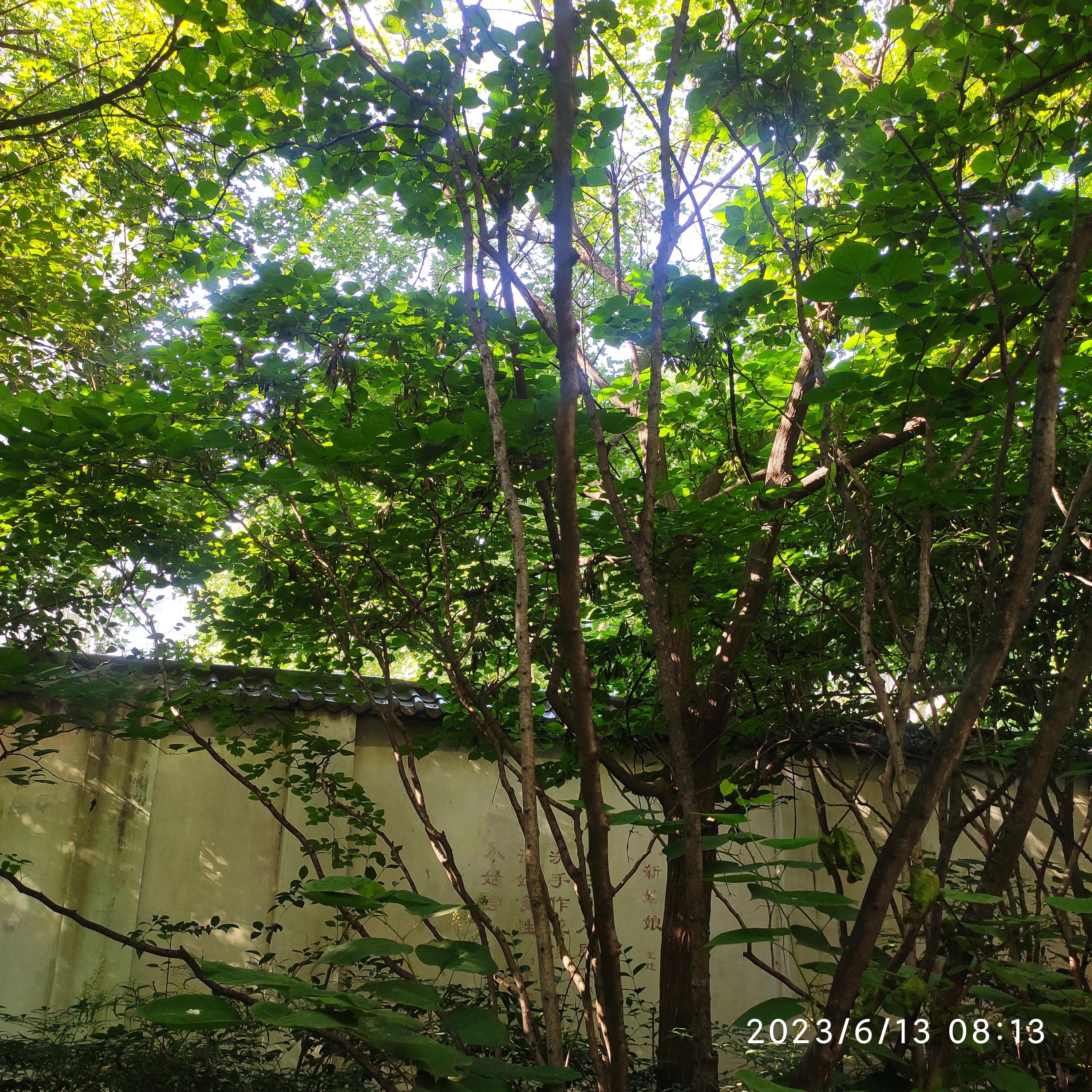 五律清明,五律雨后清晨诗