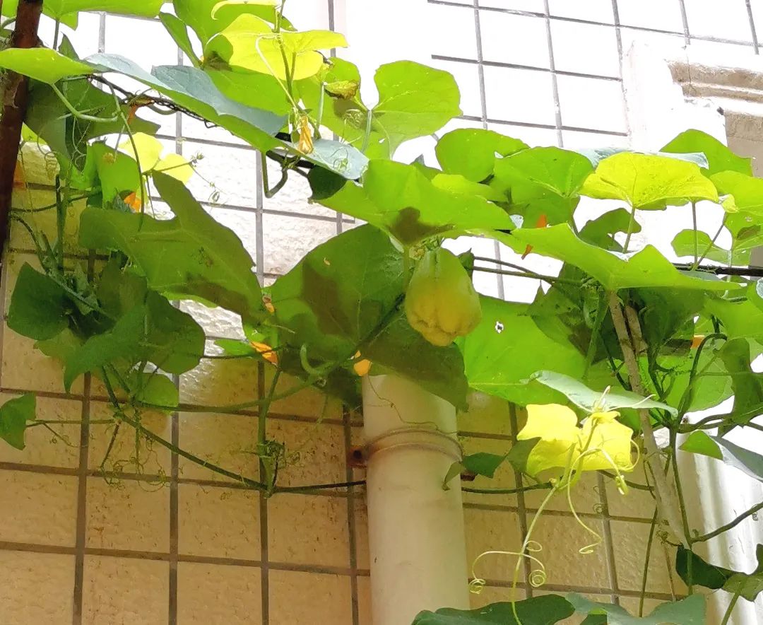 虎耳瓜怎么做才好吃,虎耳瓜危害