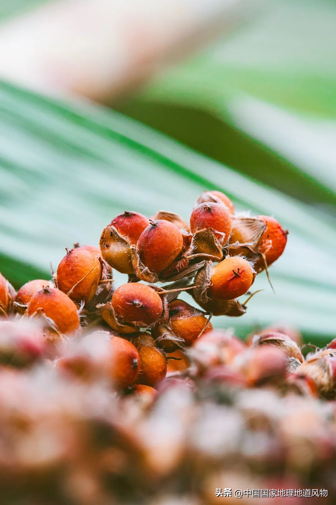 红高粱里的酒为什么是红的,红高粱里酒怎么是红的