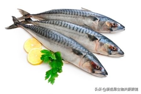 「爱视昂」一起救救3C眼！4大富含DHA鱼类