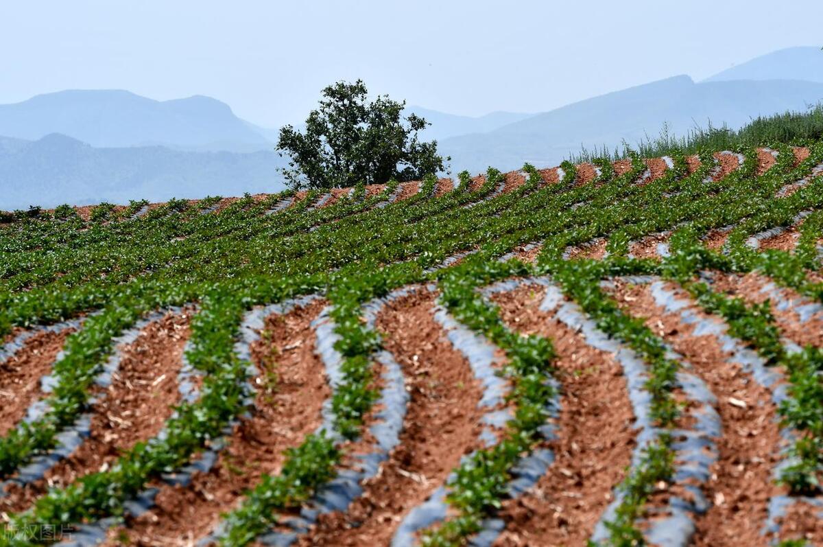 在广东种番薯,在广东种植红薯赚钱吗