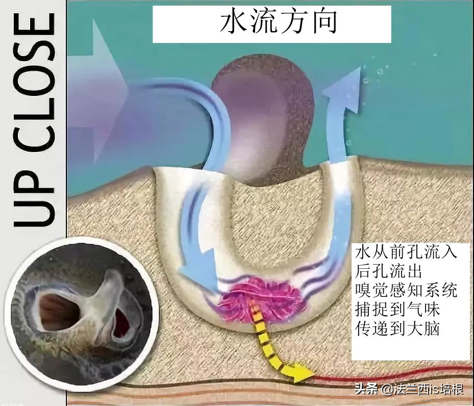 打呵欠为什么鼓膜会膨胀？科学家首次找到证据，解锁人类祖先是鱼