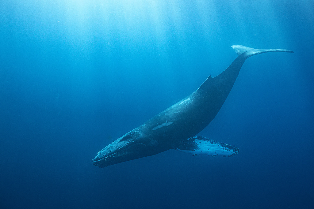 人间烟火味，全在这些大排档里