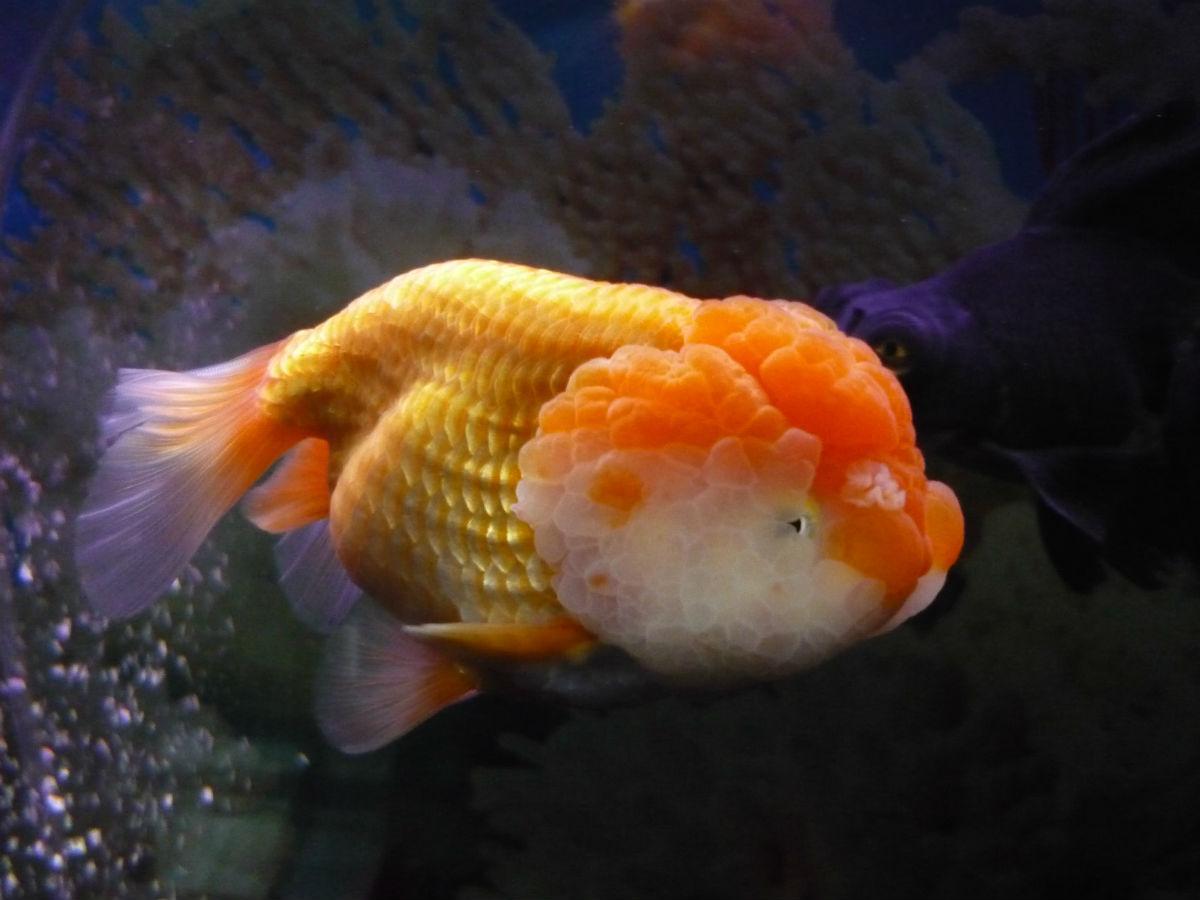 兰寿金鱼和泰狮金鱼是一个品种,百褶泰狮和兰寿杂交会出什么鱼