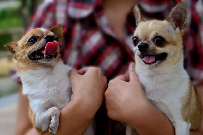 吉娃娃一直抽搐痉挛,吉娃娃晚上突然惨叫抽搐什么原因