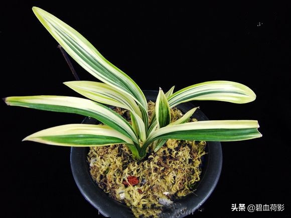 达摩墨兰多少钱一盆,一盆兰花卖了600元