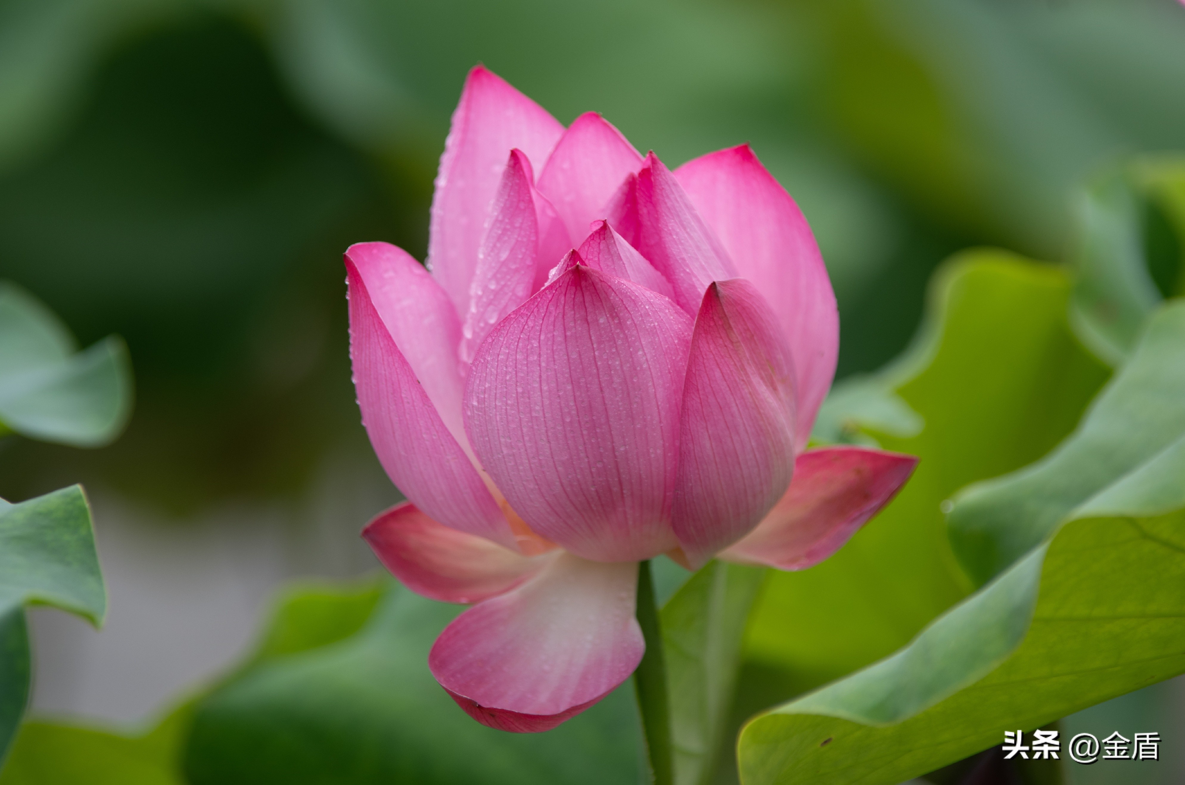 荷花象征着纯洁无瑕,纯洁无瑕的荷花